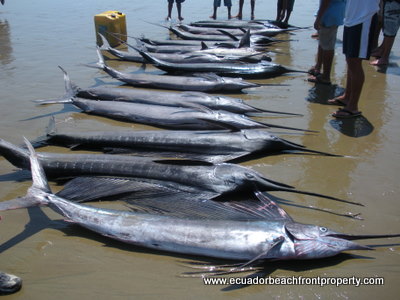 marlin crucita ecuador